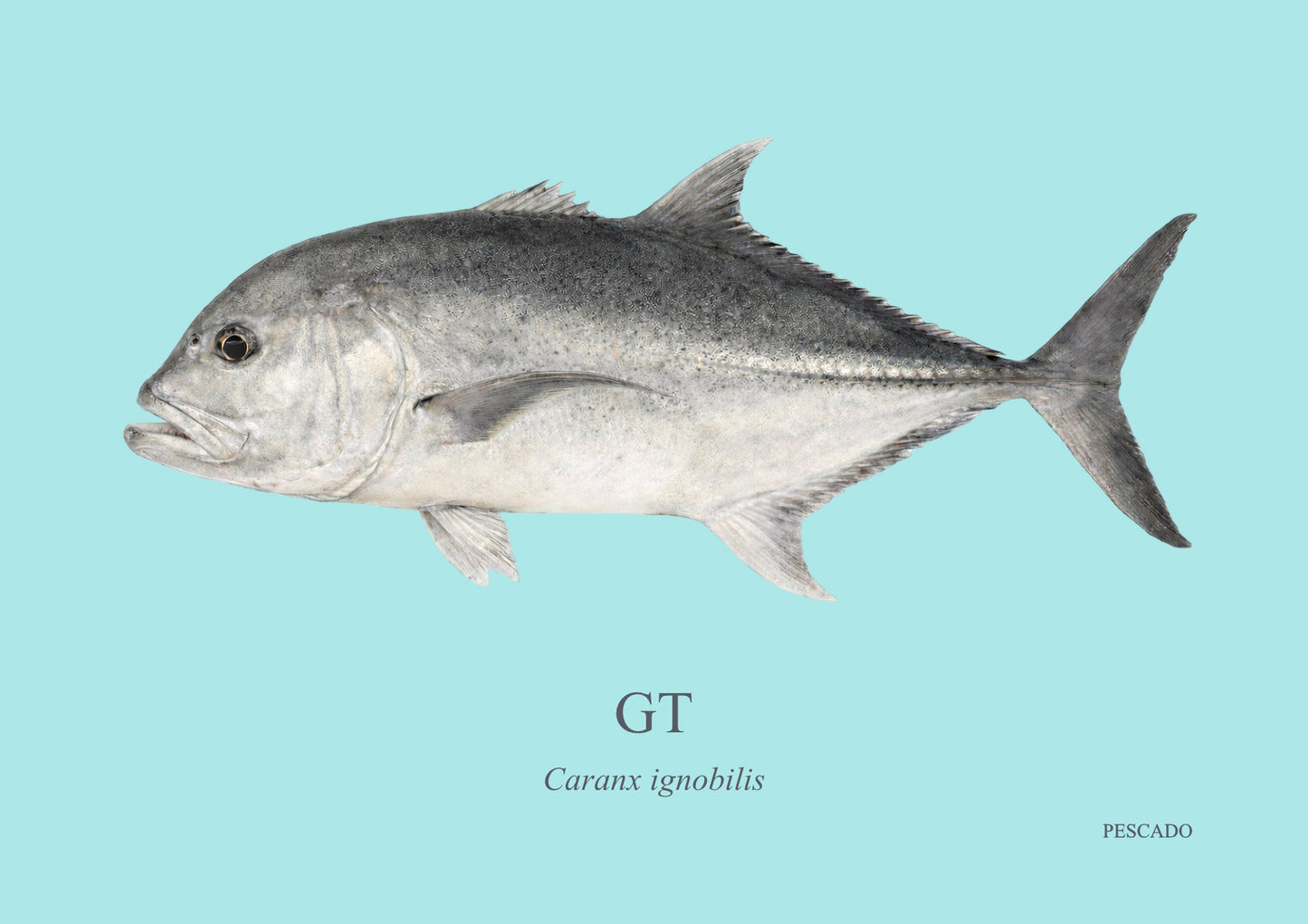 Giant Kingfish