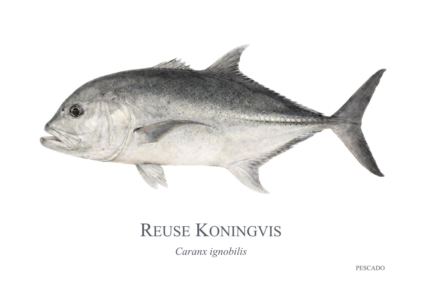 Giant Kingfish