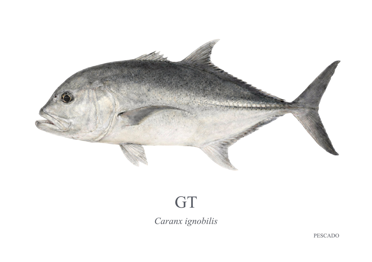 Giant Kingfish