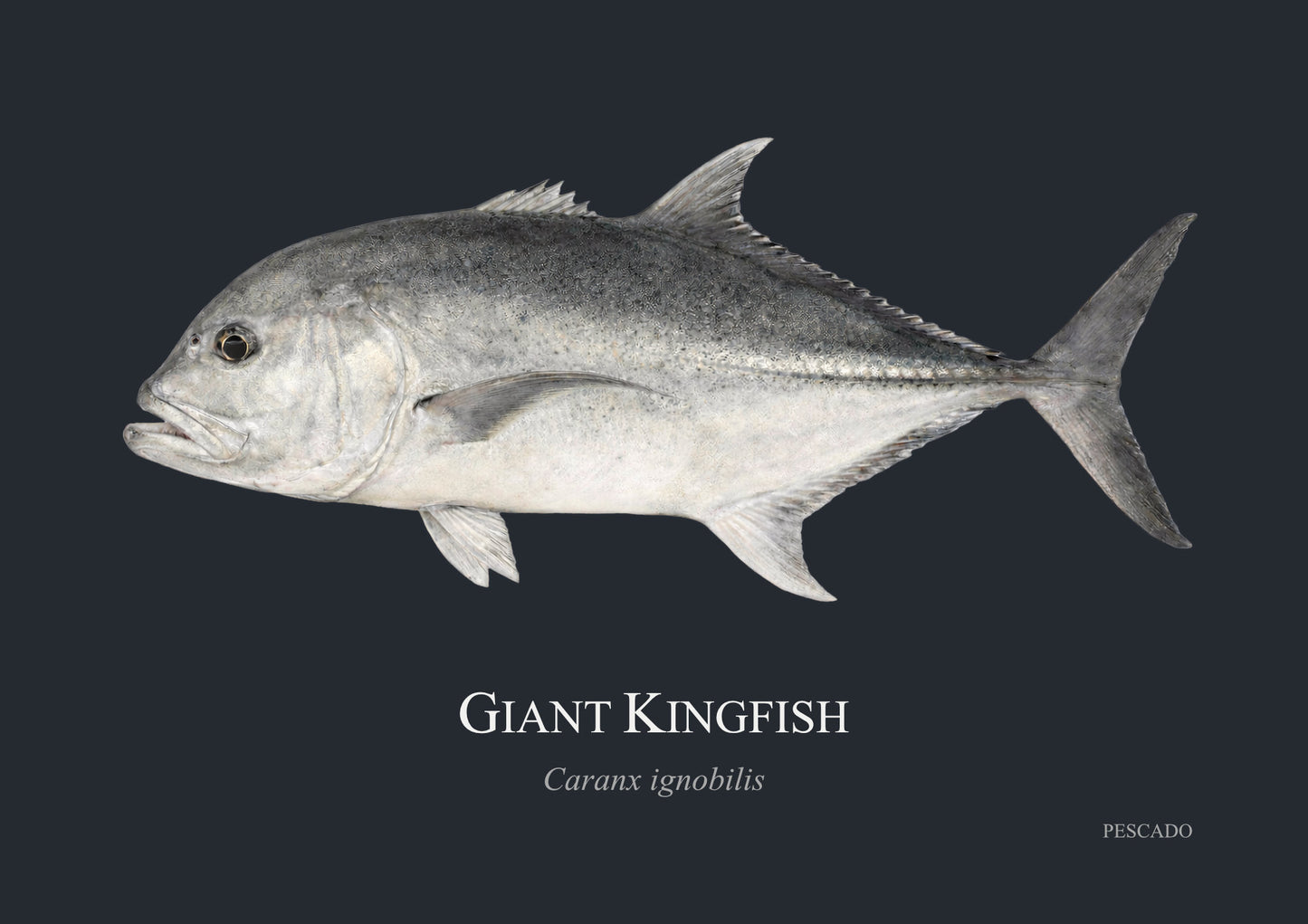 Giant Kingfish