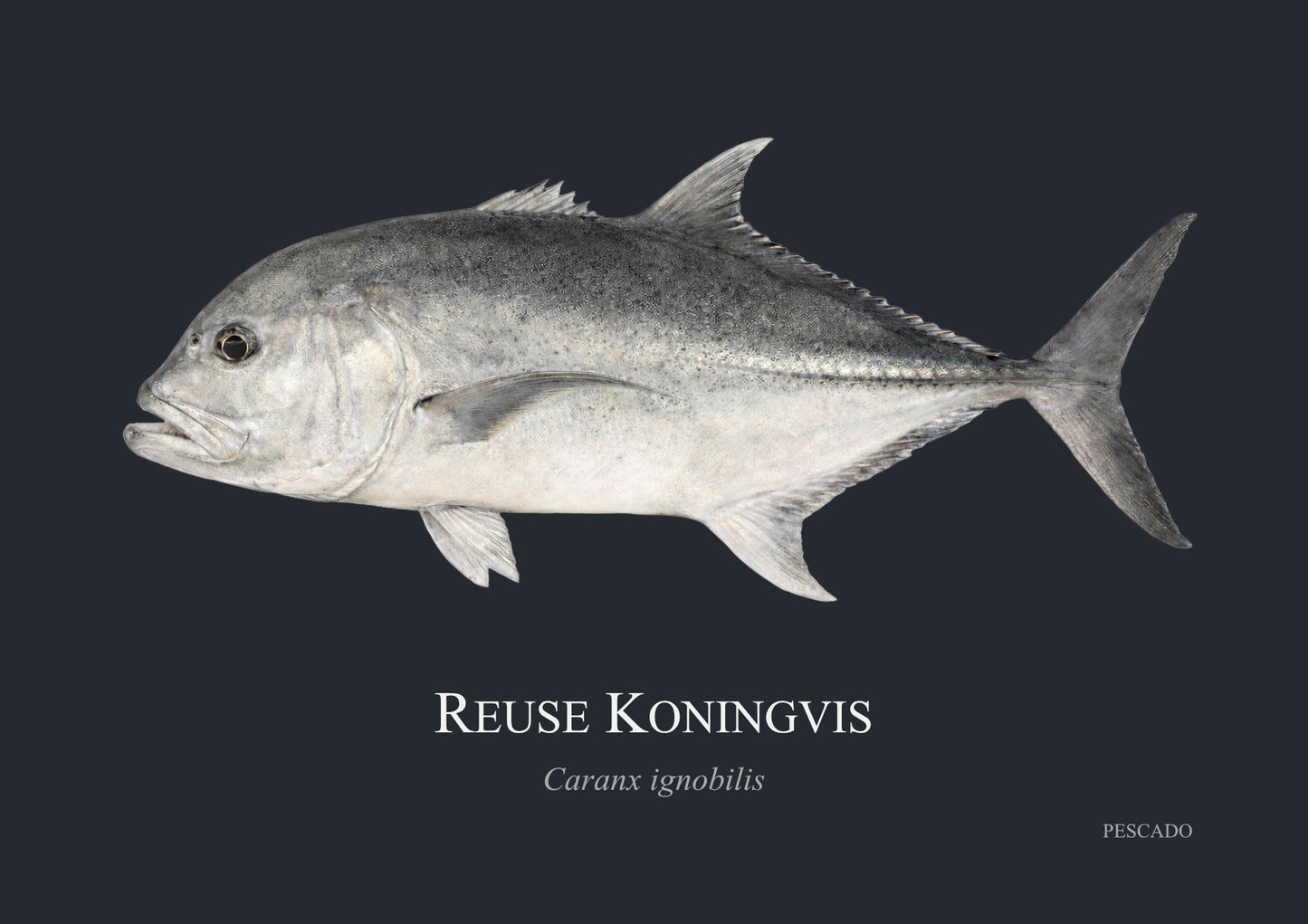 Giant Kingfish