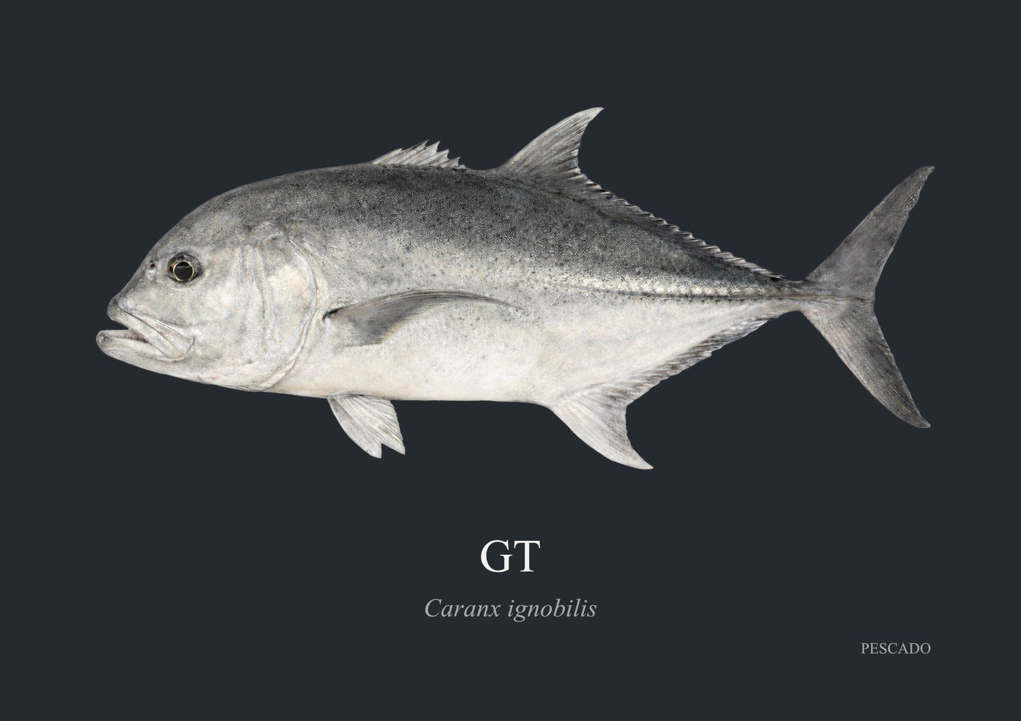 Giant Kingfish