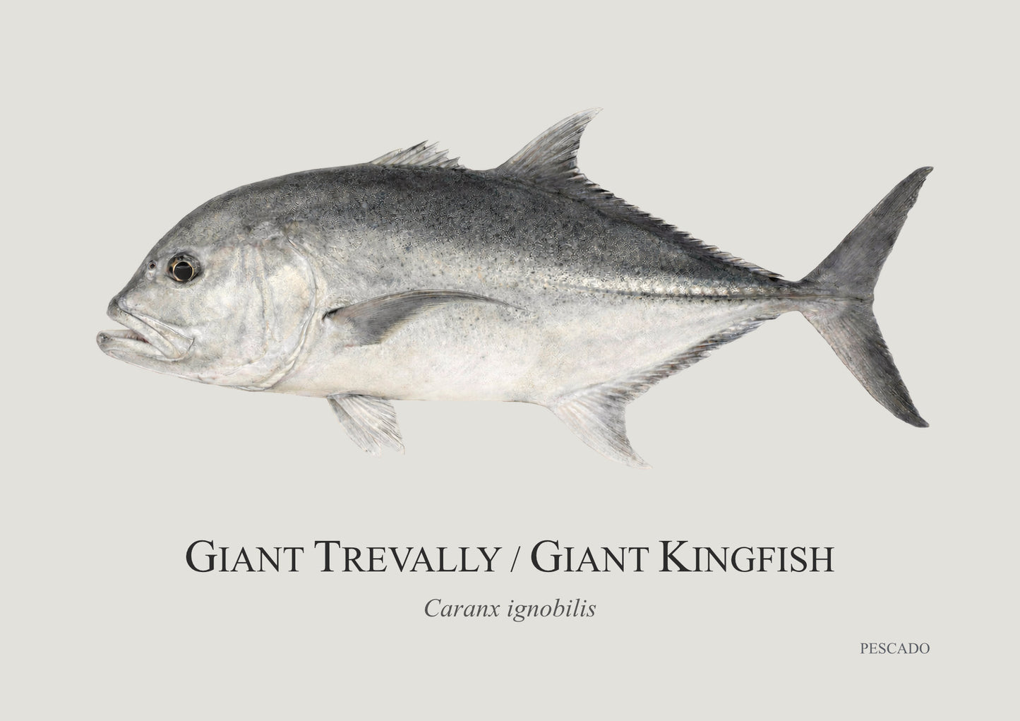 Giant Kingfish