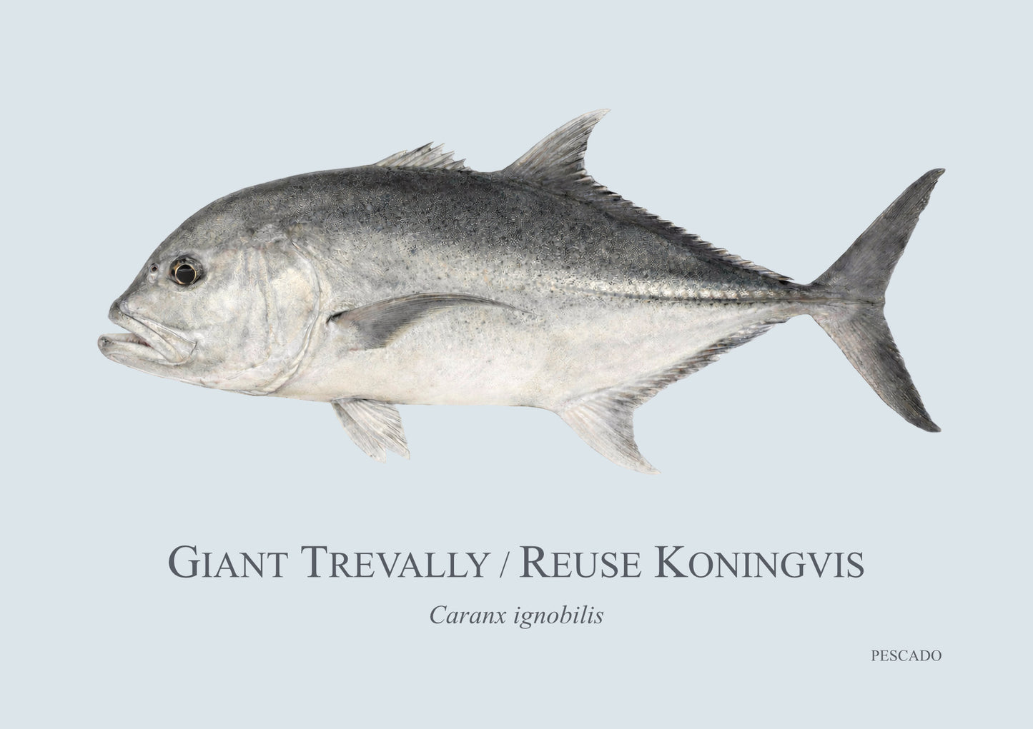 Giant Kingfish