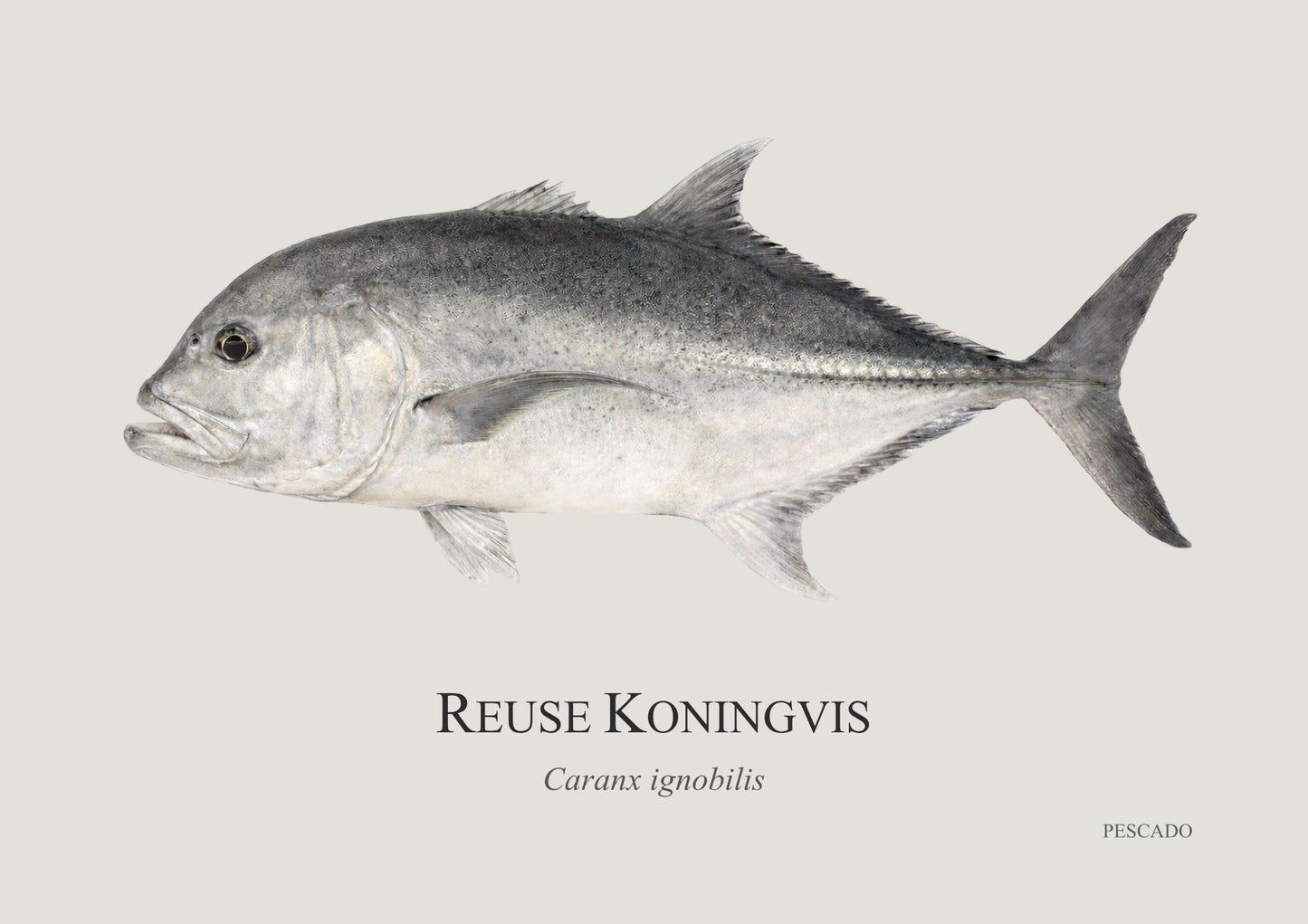 Giant Kingfish