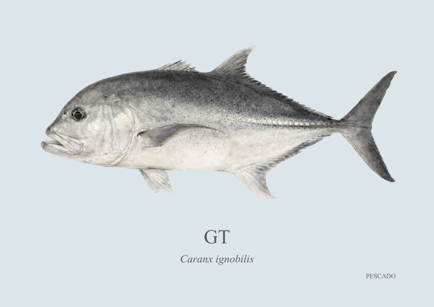 Giant Kingfish