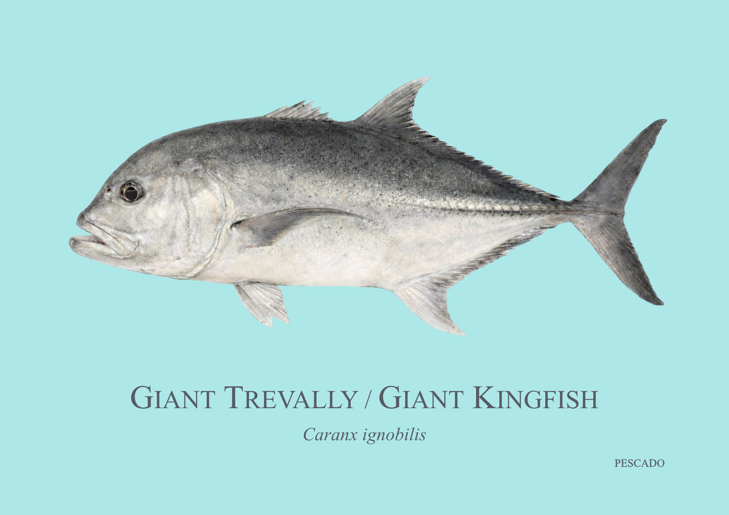 Giant Kingfish
