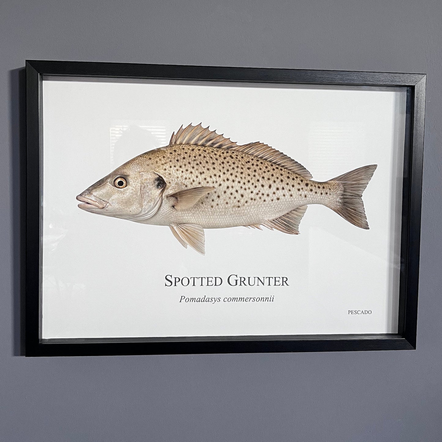 Spotted Grunter - A2 Framed Print