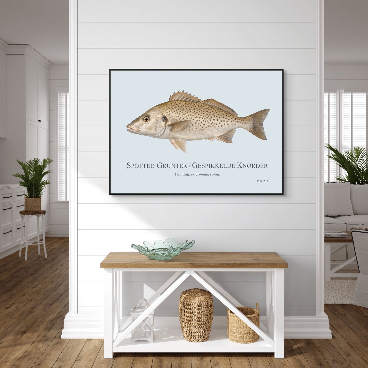 Spotted Grunter