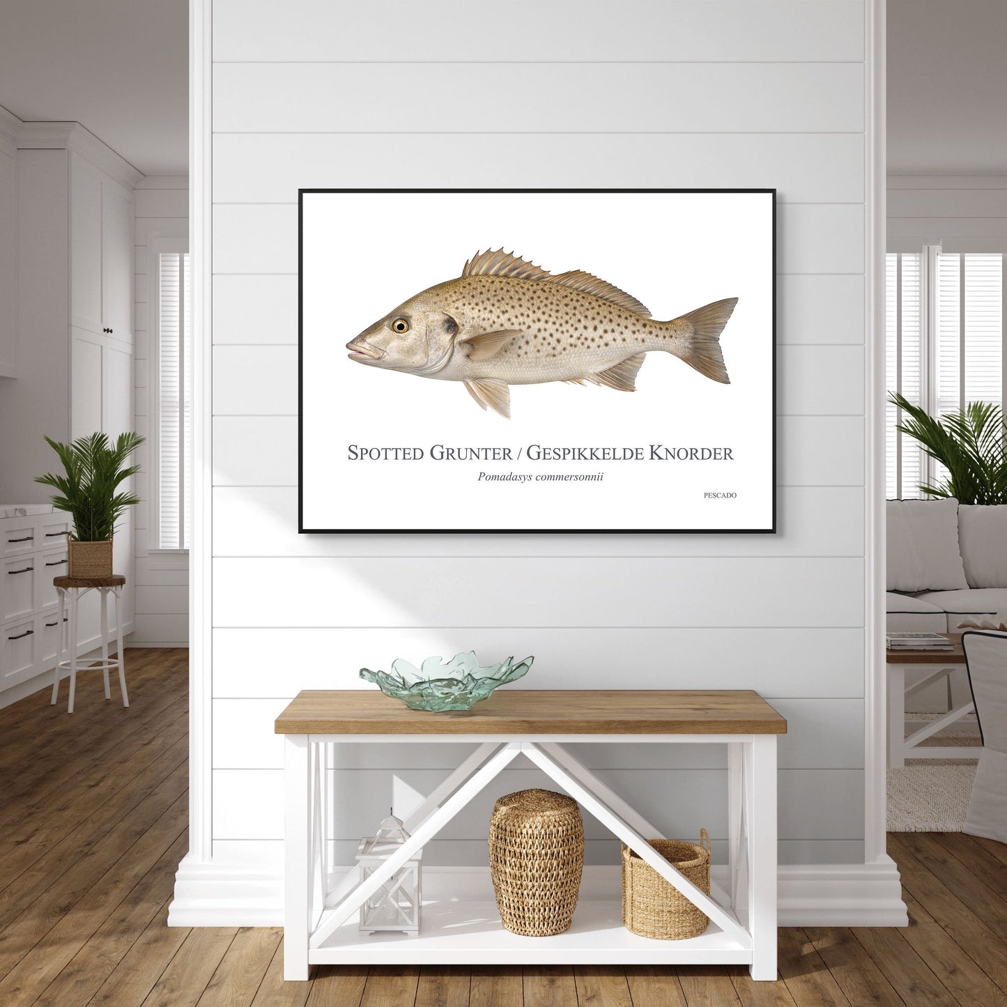 Spotted Grunter