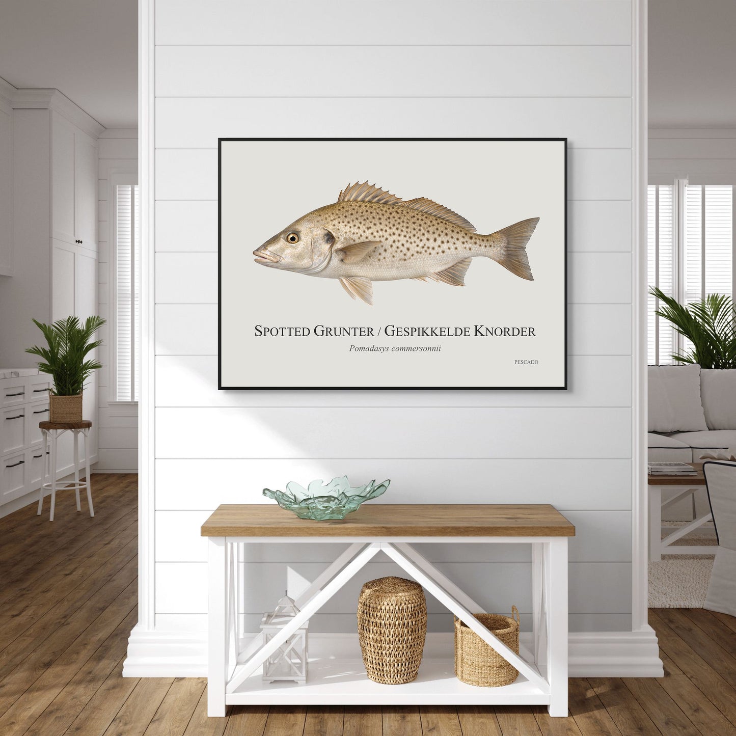 Spotted Grunter