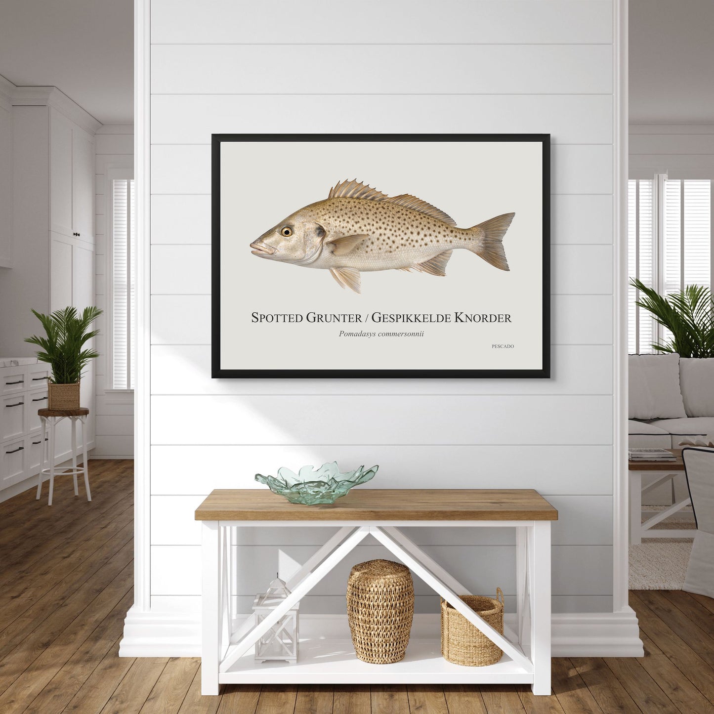 Spotted Grunter