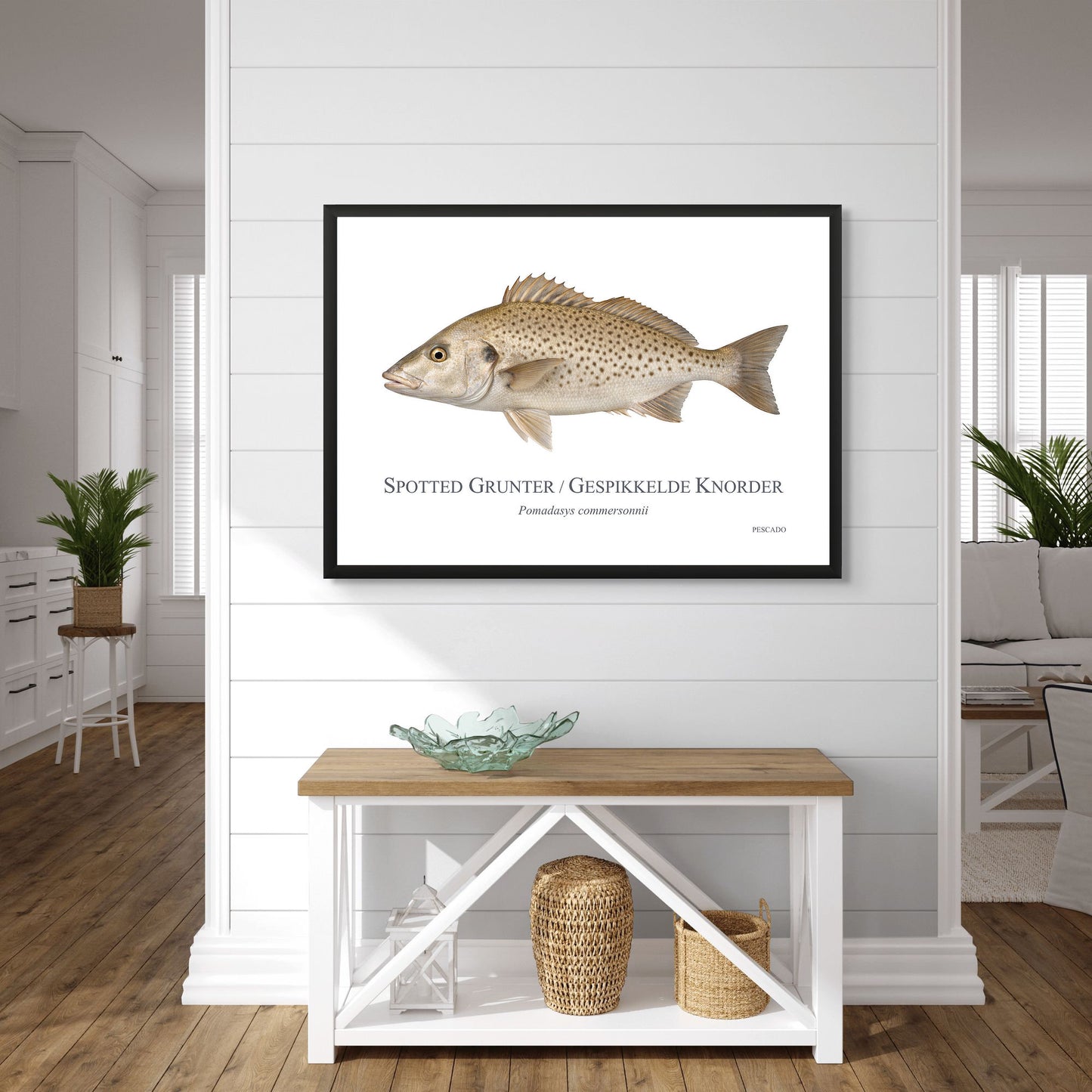 Spotted Grunter