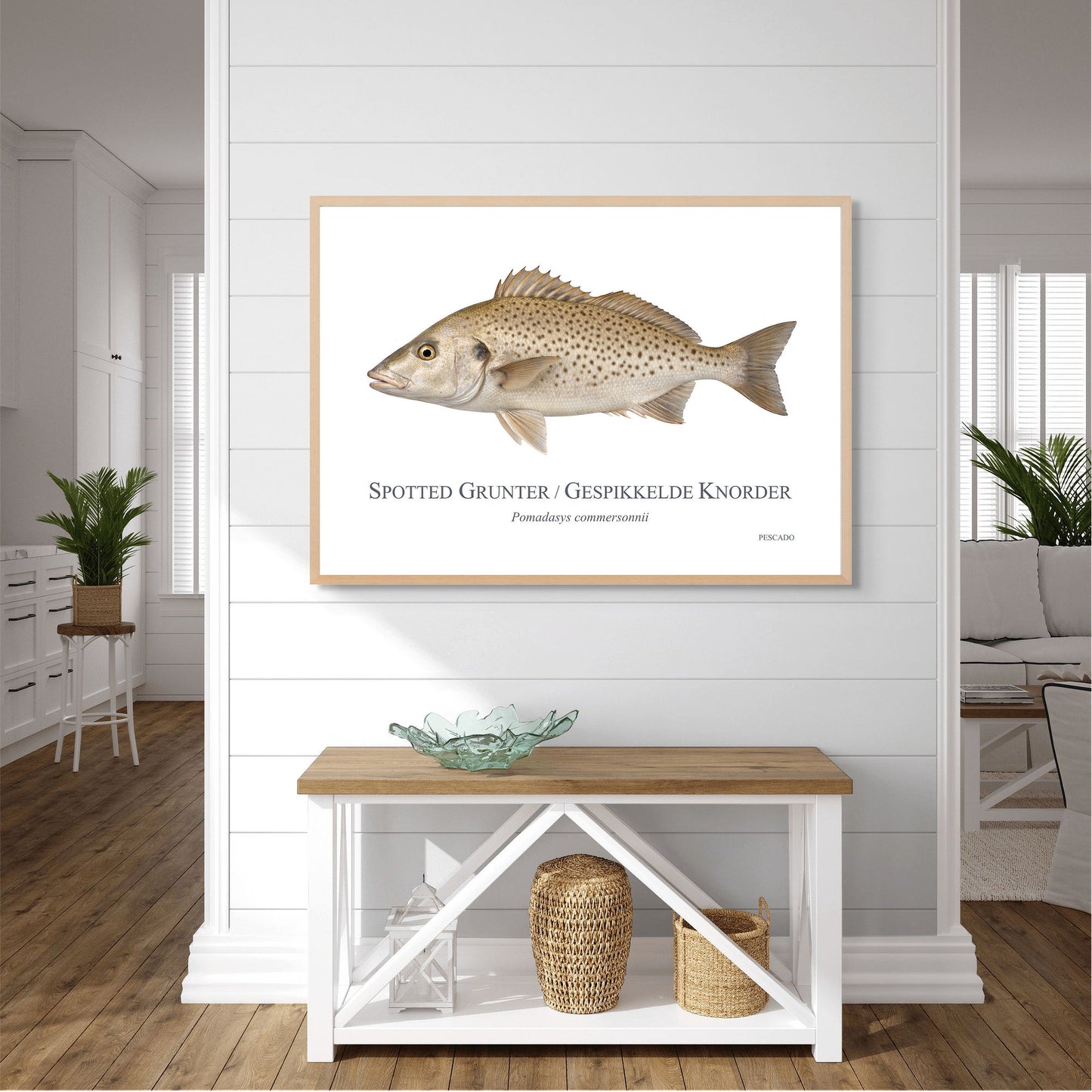 Spotted Grunter
