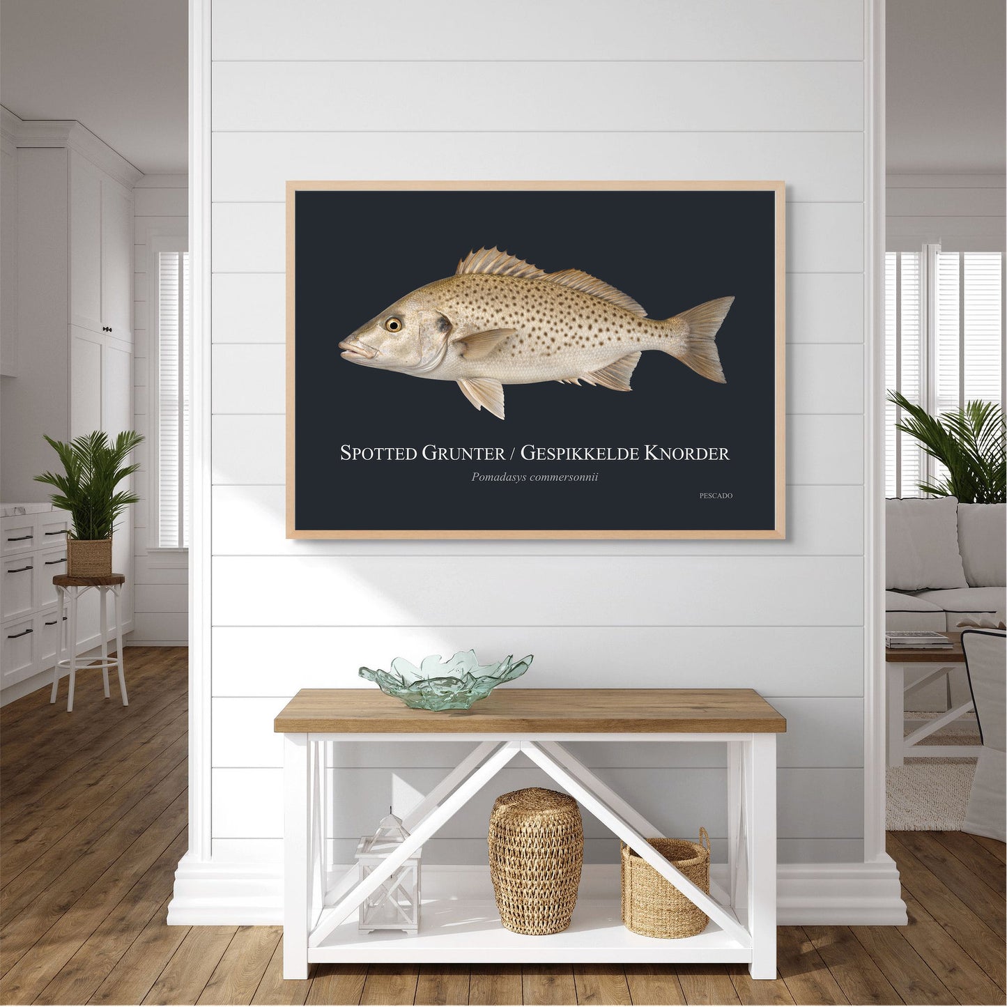Spotted Grunter