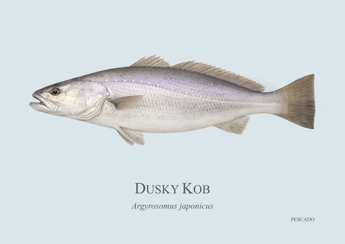 Dusky Kob