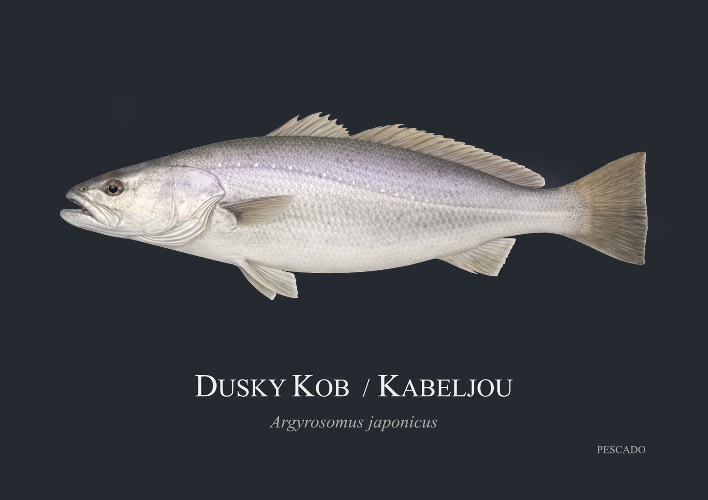 Dusky Kob