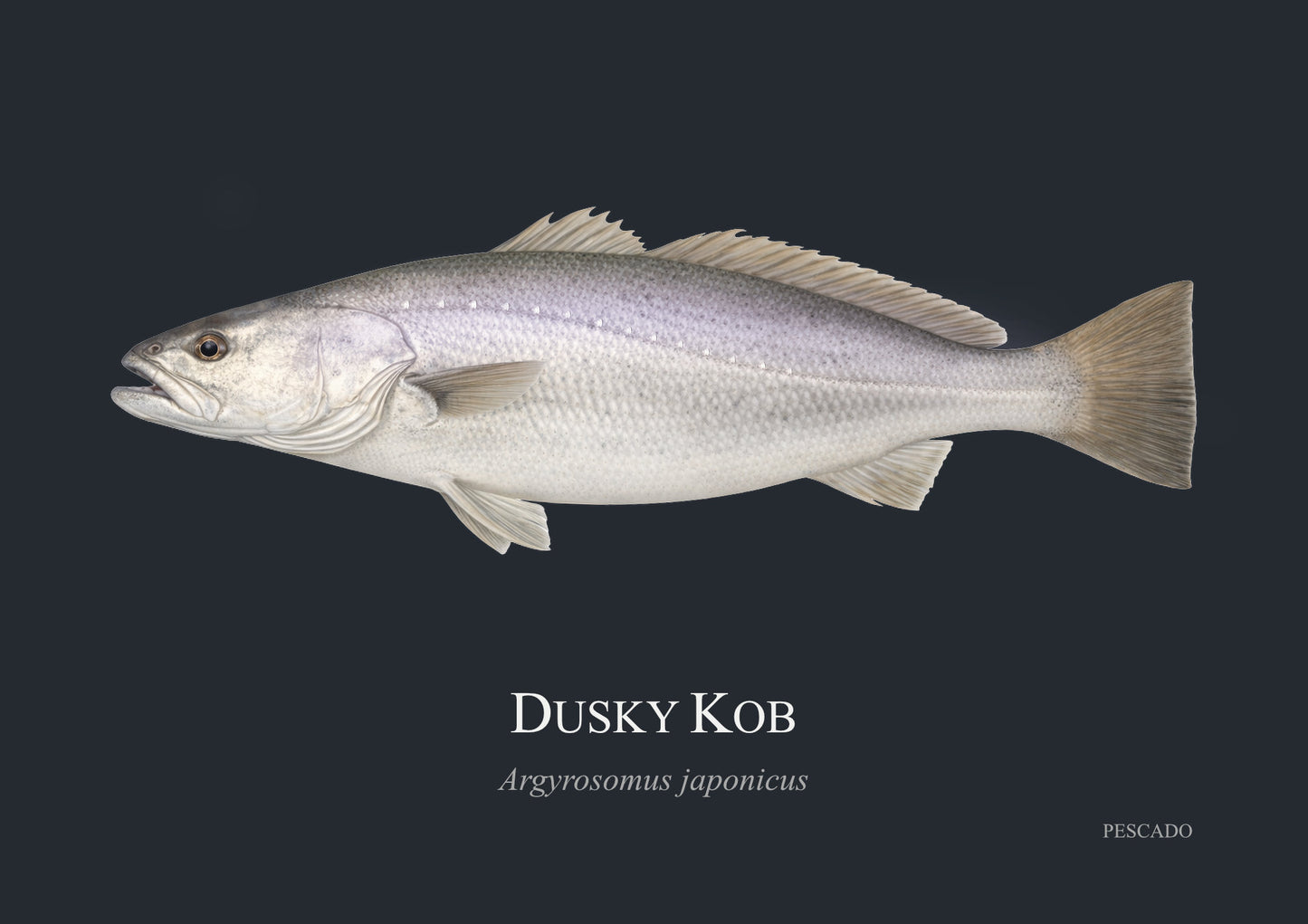 Dusky Kob