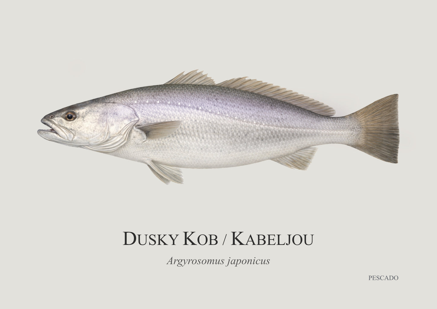 Dusky Kob