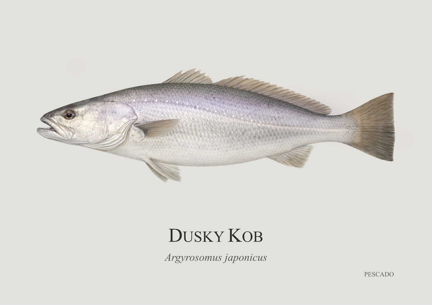 Dusky Kob