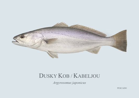 Dusky Kob