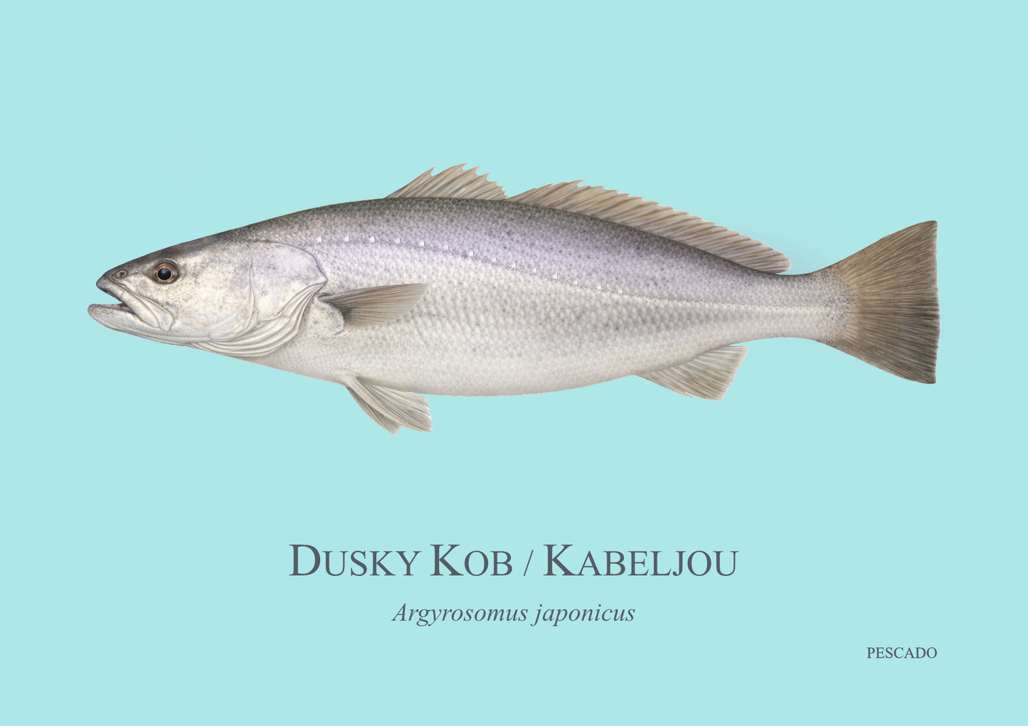 Dusky Kob