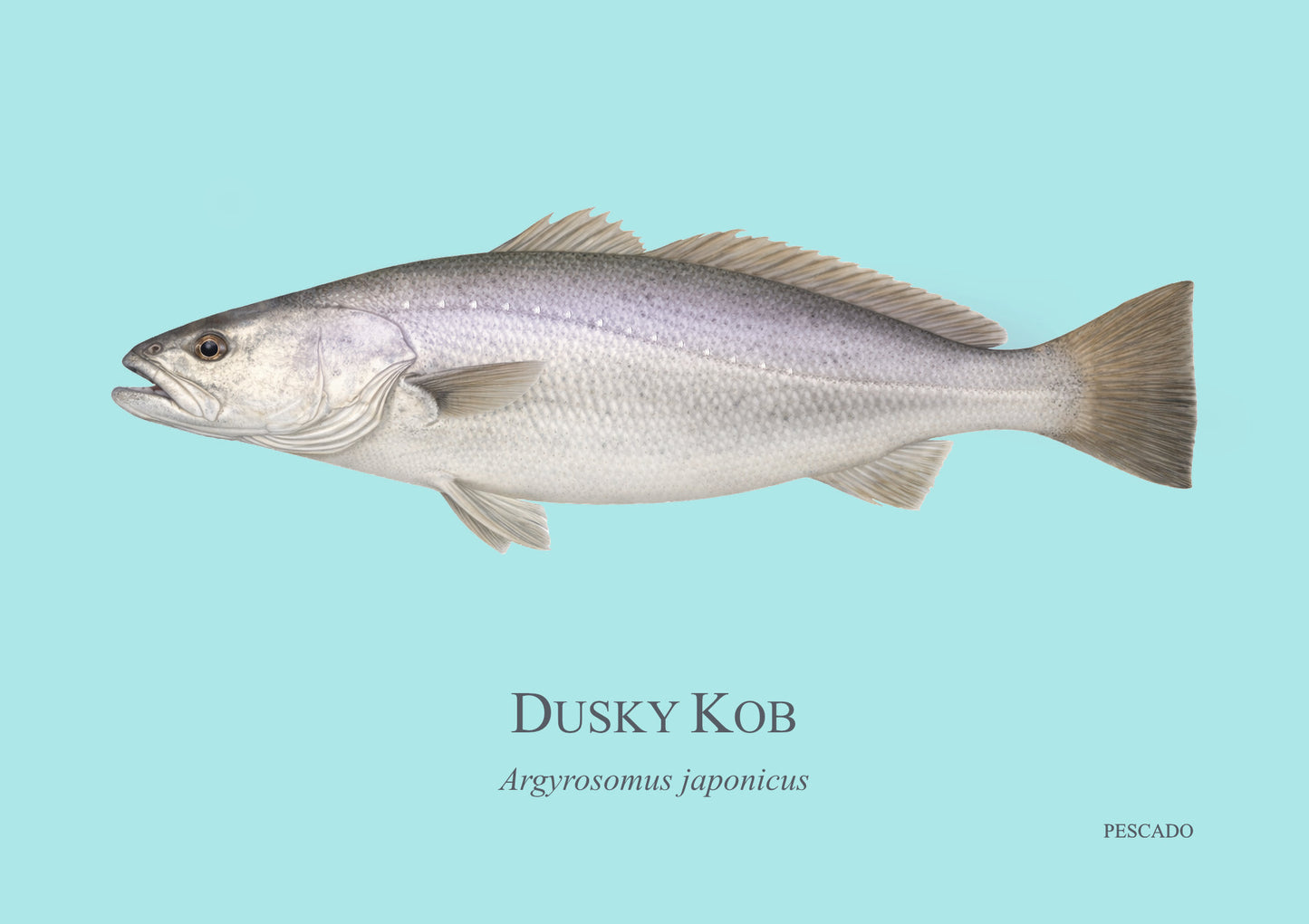 Dusky Kob