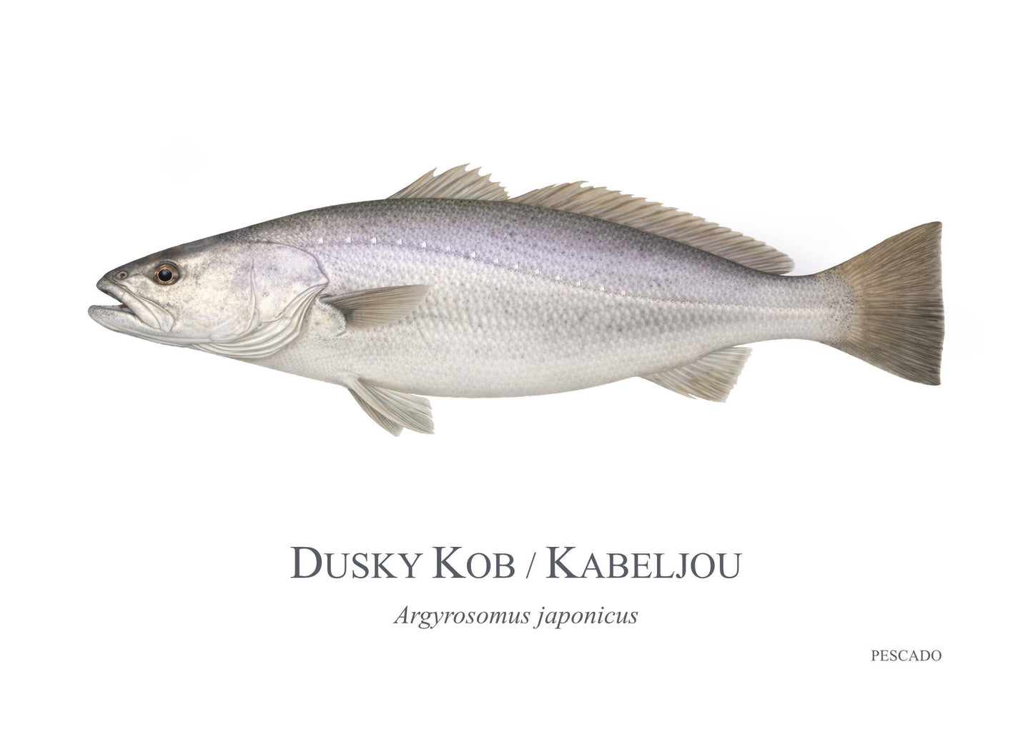 Dusky Kob