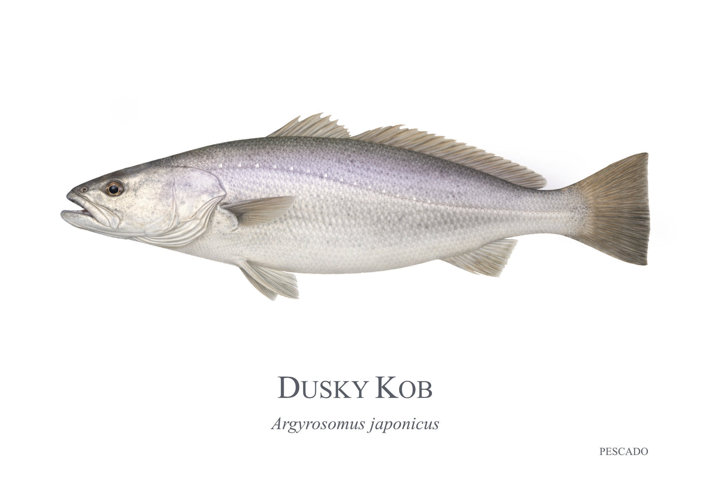 Dusky Kob