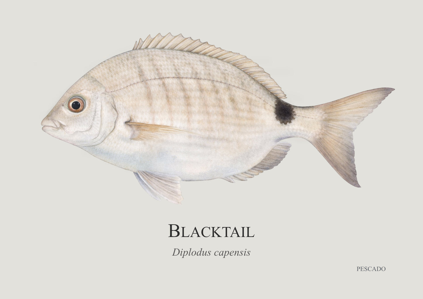 Blacktail