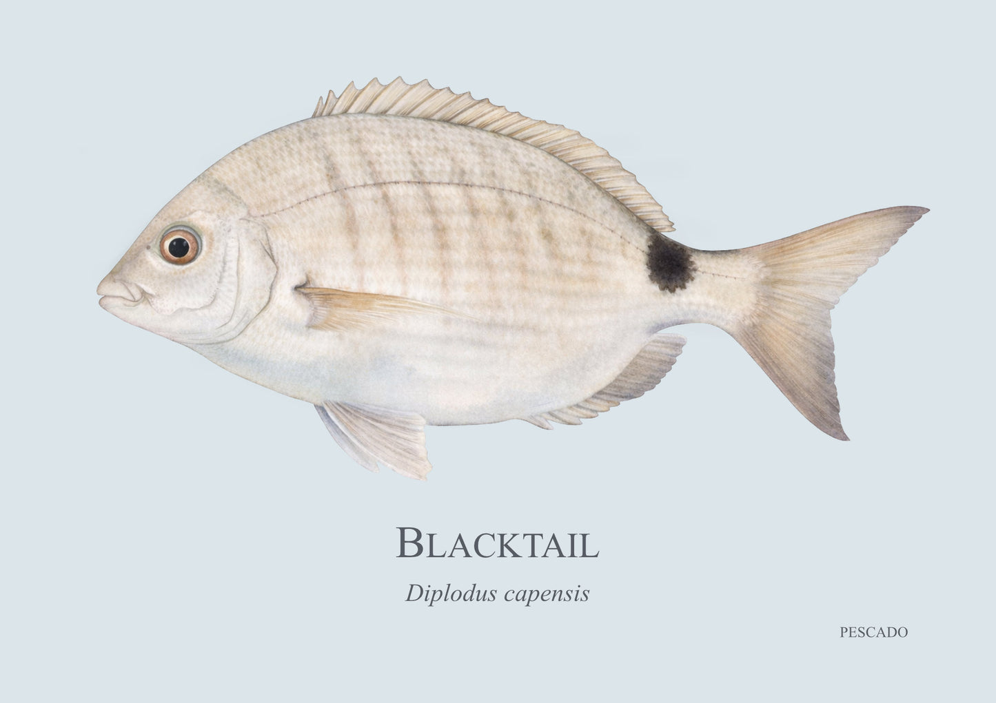 Blacktail