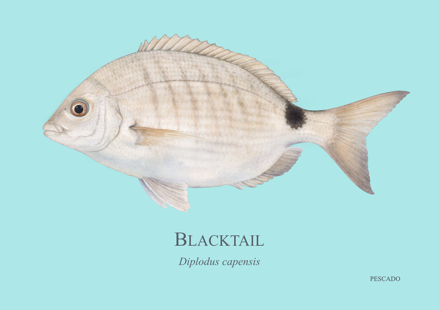 Blacktail