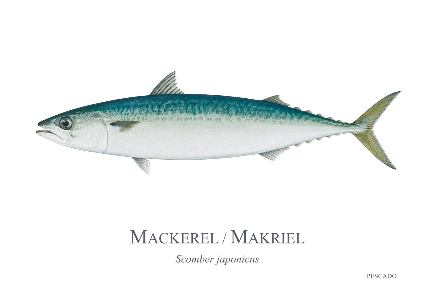 Mackerel / Makriel