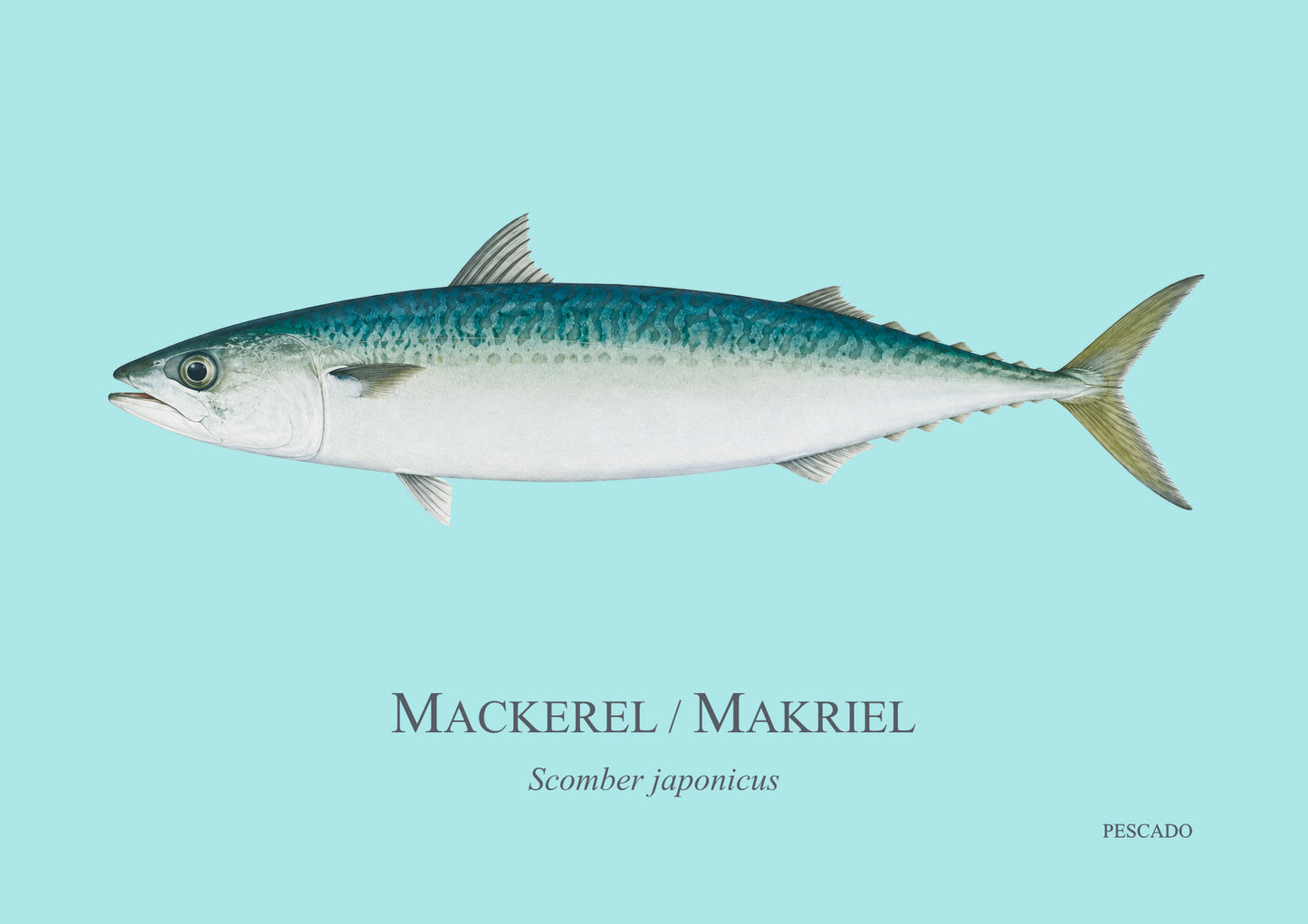 Mackerel / Makriel
