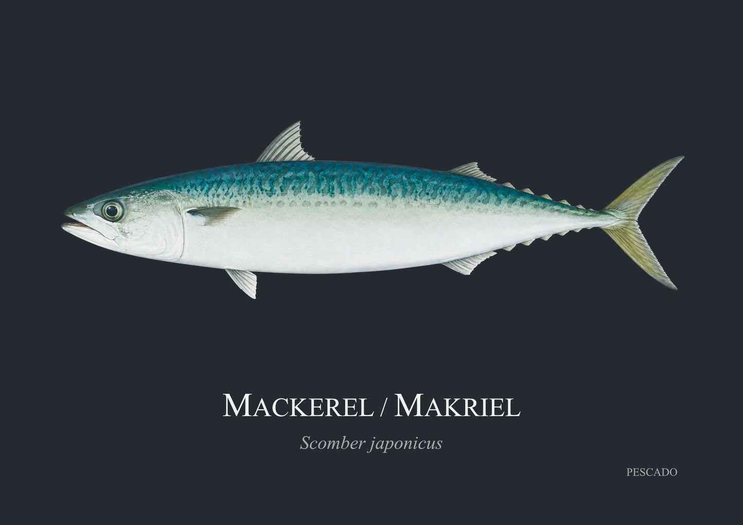 Mackerel / Makriel