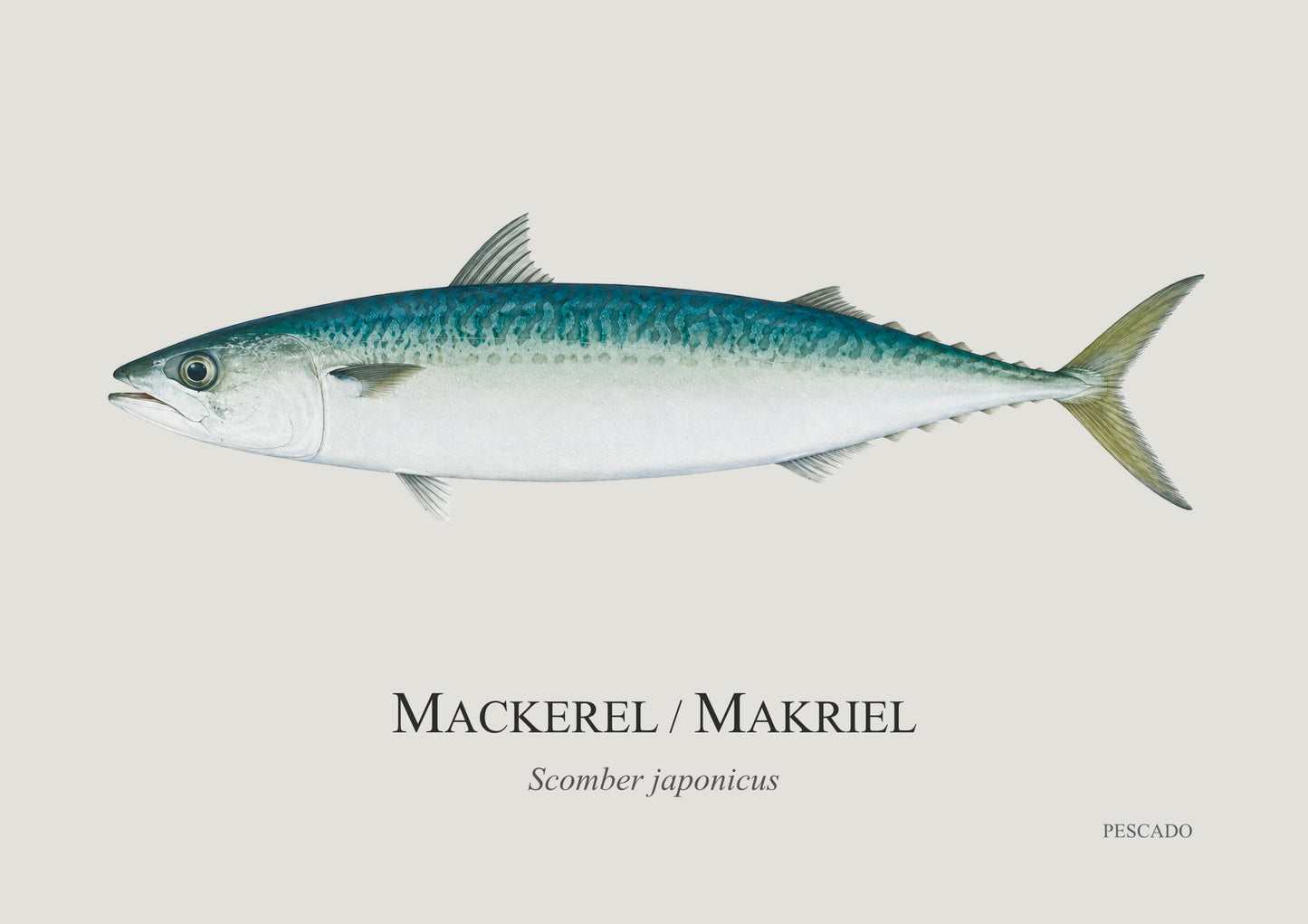 Mackerel / Makriel