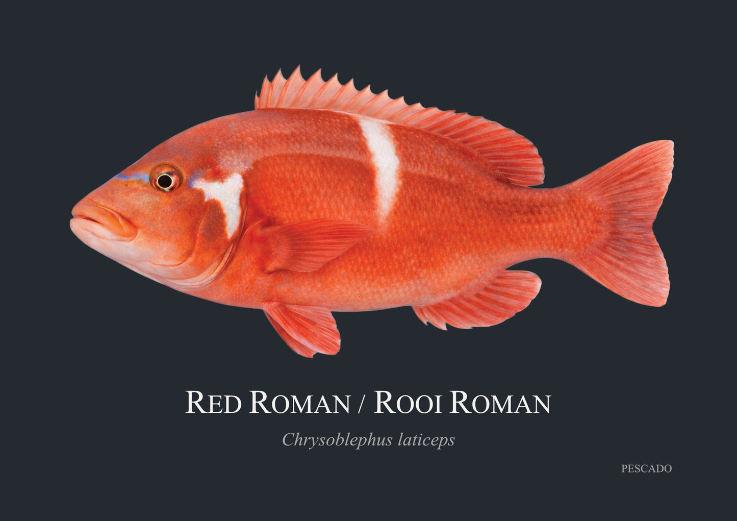 Red Roman