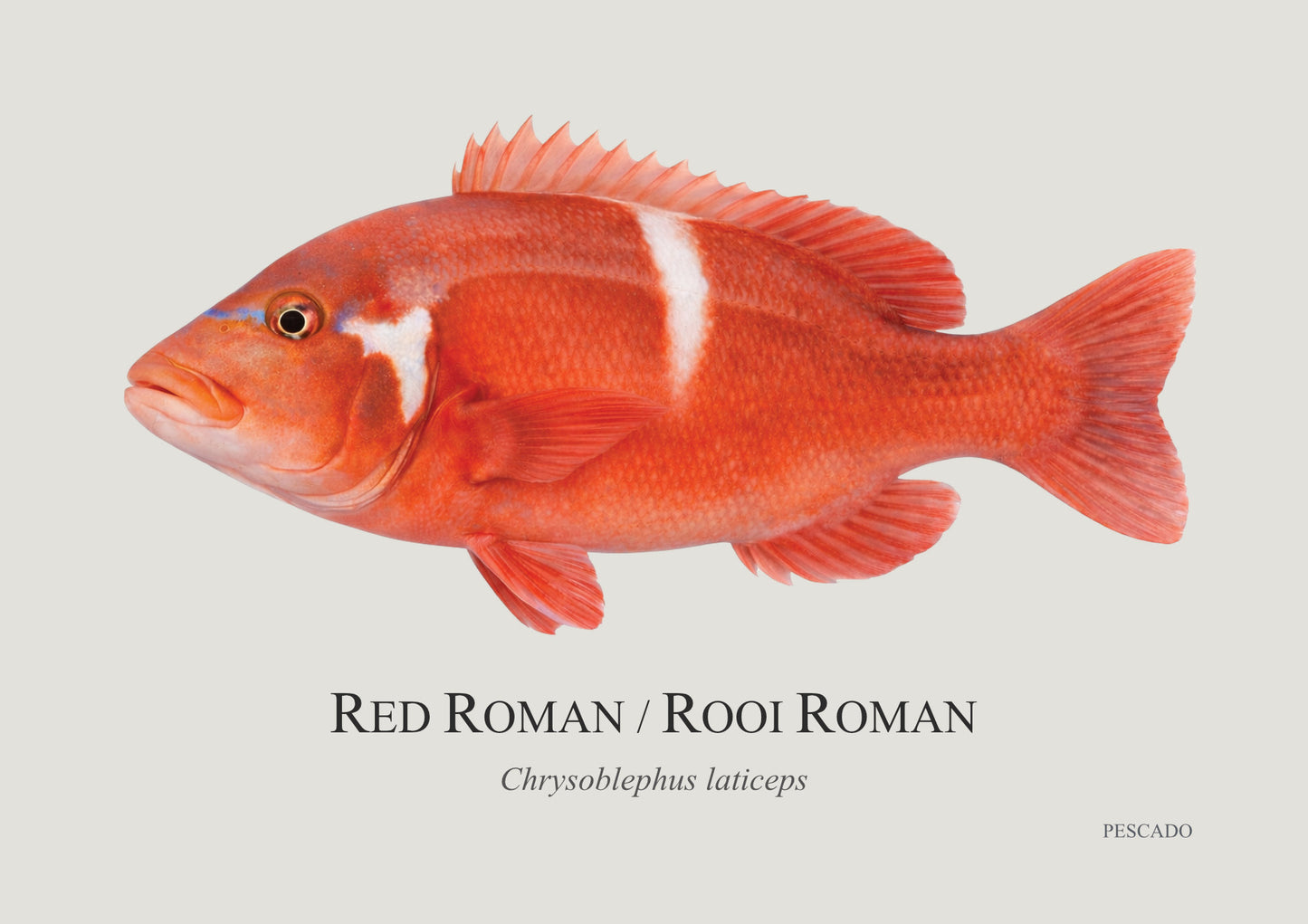 Red Roman