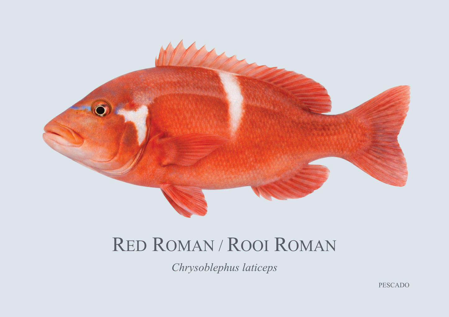 Red Roman