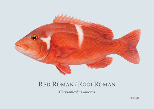 Red Roman