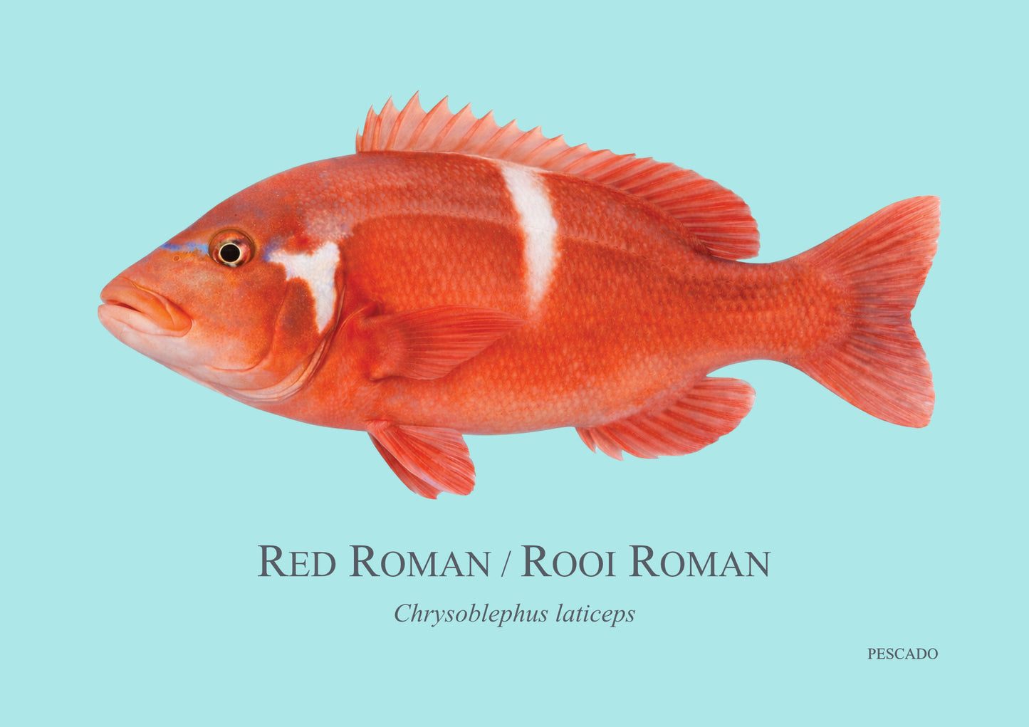 Red Roman