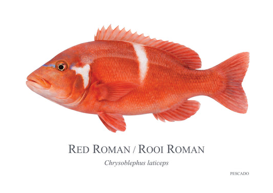 Red Roman