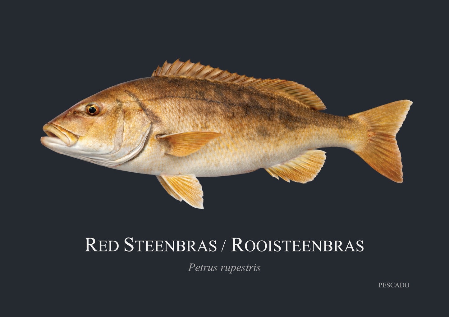 Red Steenbras