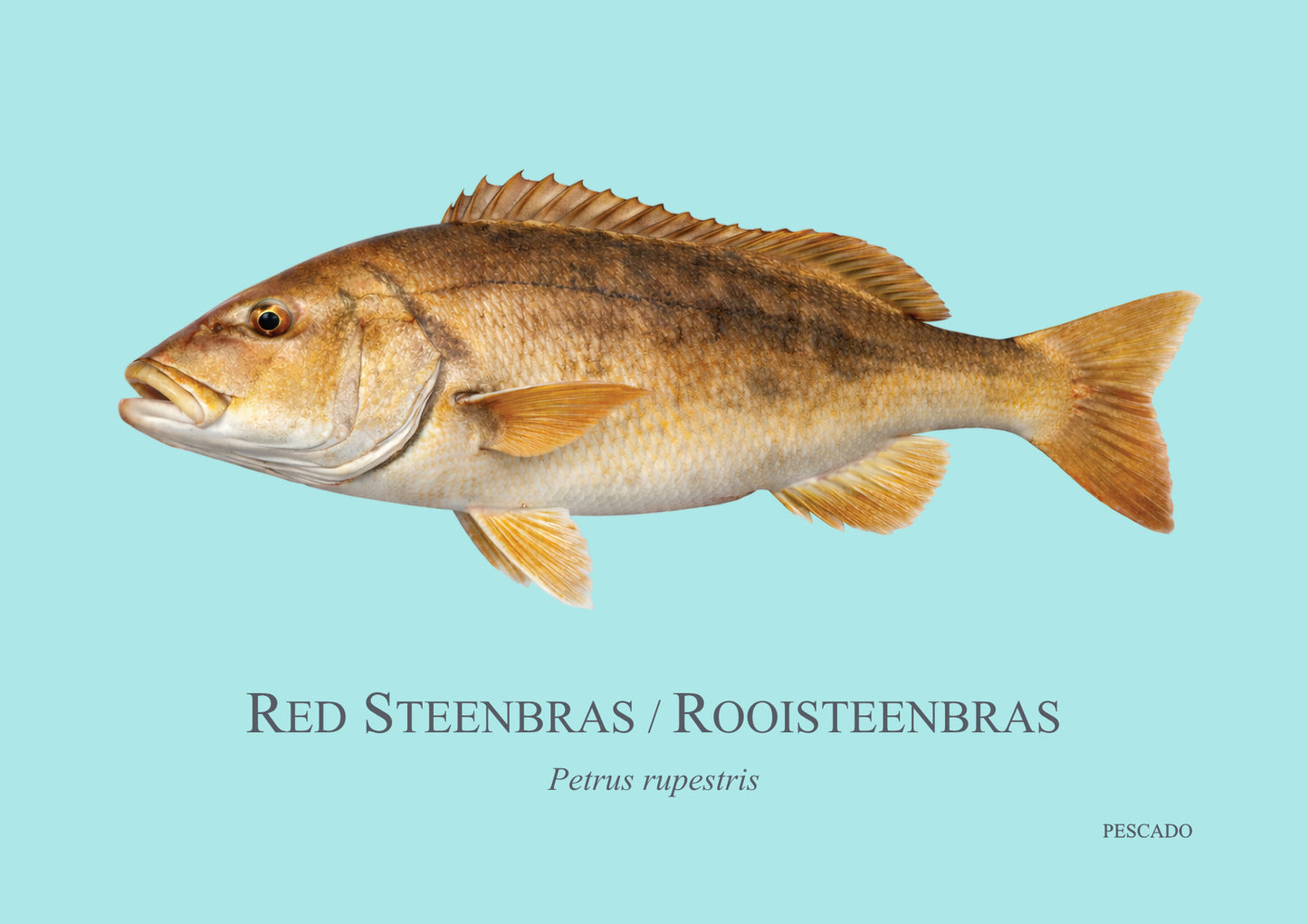 Red Steenbras