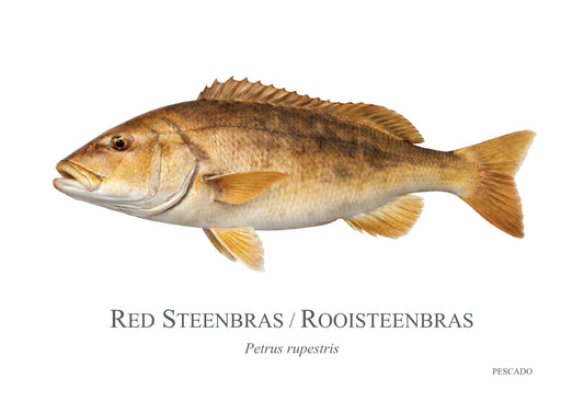 Red Steenbras