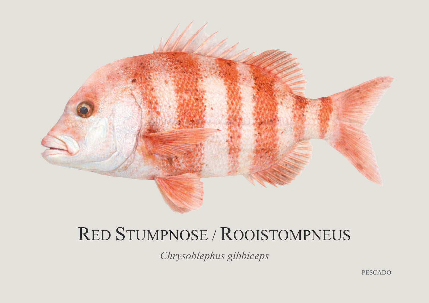 Red Stumpnose