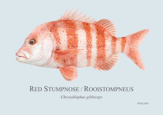Red Stumpnose