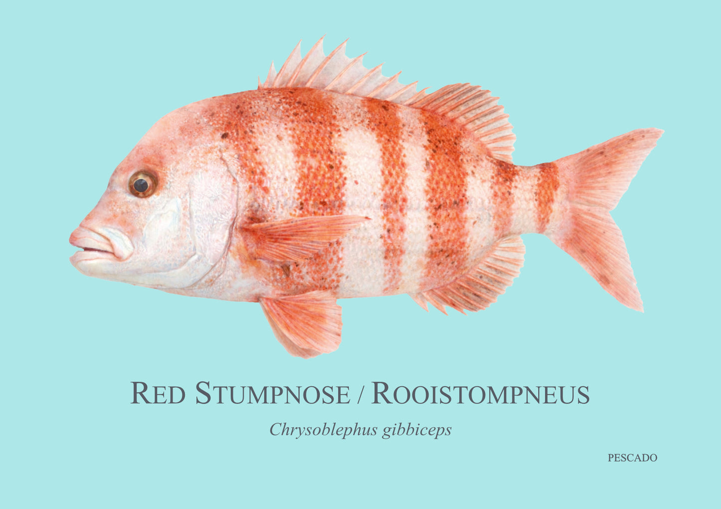 Red Stumpnose