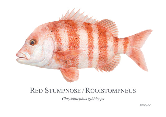 Red Stumpnose
