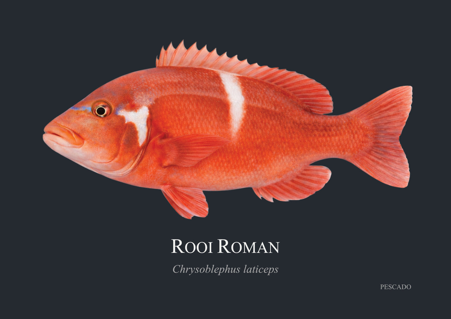 Red Roman